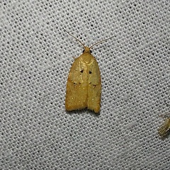 Acleris sp (Ref 11430)