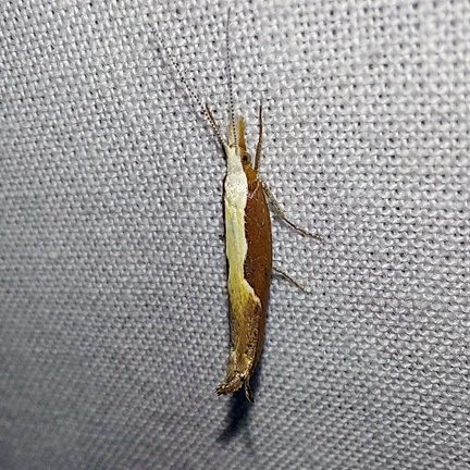 Ypsolopha dentella (Fabricius, 1775)