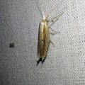 Ypsolopha nemorella (Linnaeus, 1758)