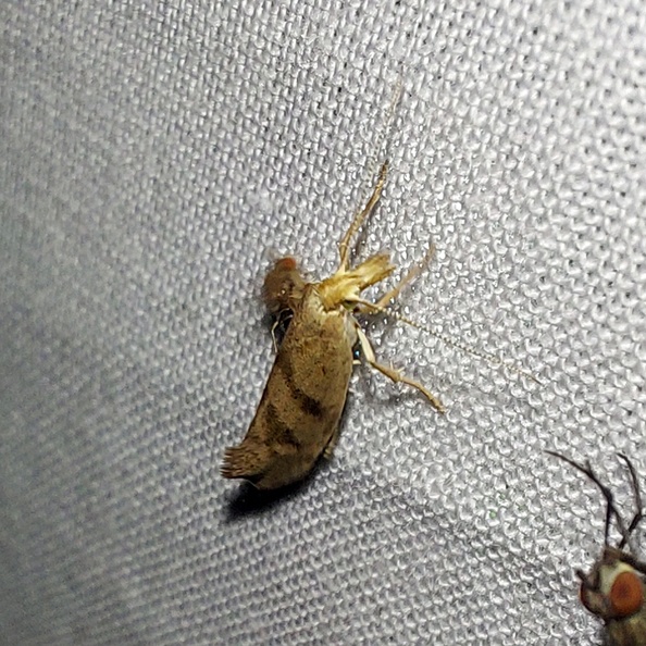 Ypsolopha sylvella (Linnaeus, 1767)