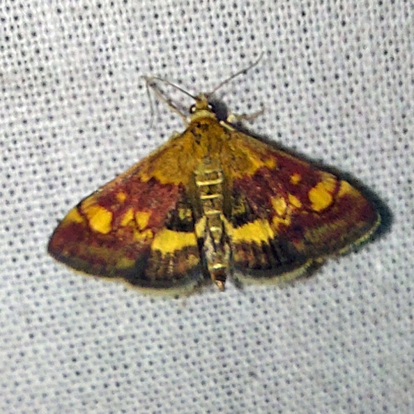 Pyrausta aurata (Scopoli, 1763)