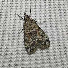 Eudonia mercurella (Linnaeus, 1758)