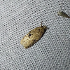 Agonopterix propinquella (Treitschke, 1835)