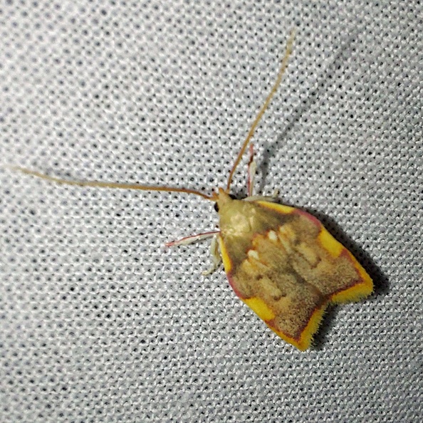 Carcina quercana (Fabricius, 1775)