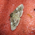 Tethea ocularis (Linnaeus, 1767)