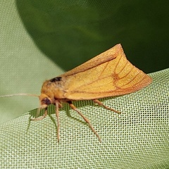 Diacrisia sannio (Linnaeus, 1758)