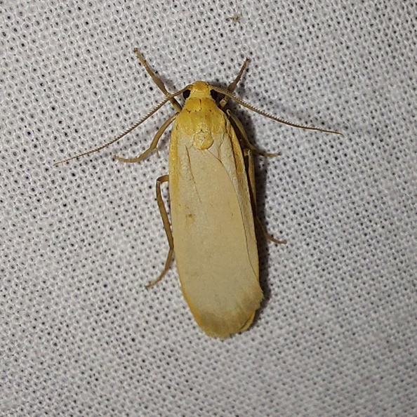 Eilema depressa (Esper, 1787)