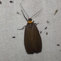 Atolmis rubricollis (Linnaeus, 1758)