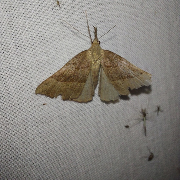 Hypena proboscidalis (Linnaeus, 1758)