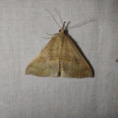 Hypena proboscidalis (Linnaeus, 1758)