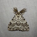 Lymantria monacha (Linnaeus, 1758)