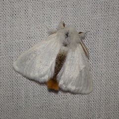 Euproctis chrysorrhoea (Linnaeus, 1758)