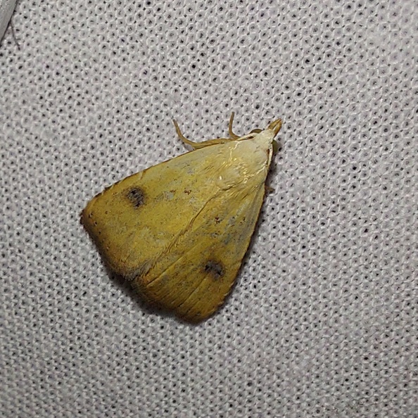 Rivula sericealis (Scopoli, 1763)