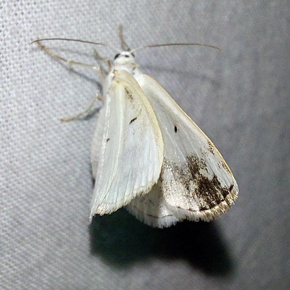 Lomographa temerata (Denis & Schiffermüller, 1775)