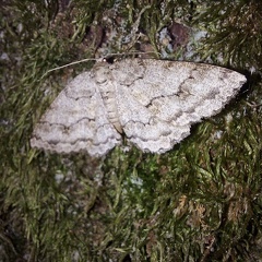 Ectropis crepuscularia (Denis & Schiffermüller, 1775)