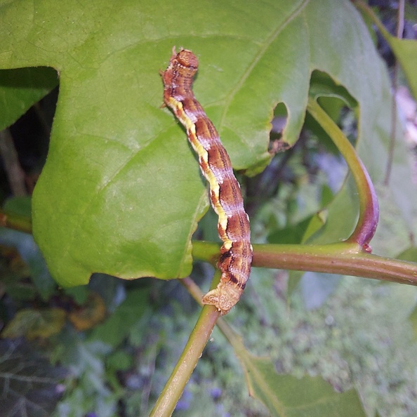 Erannis defoliaria (Clerck, 1759)-Chenille