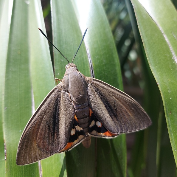 Paysandisia archon (Burmeister, 1880)