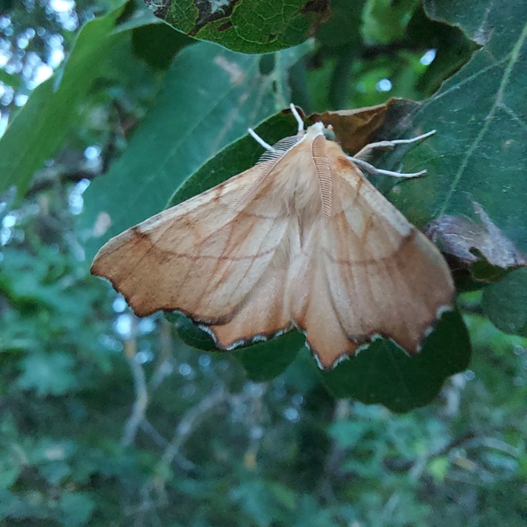 Ennomos quercinaria (Hufnagel, 1767)