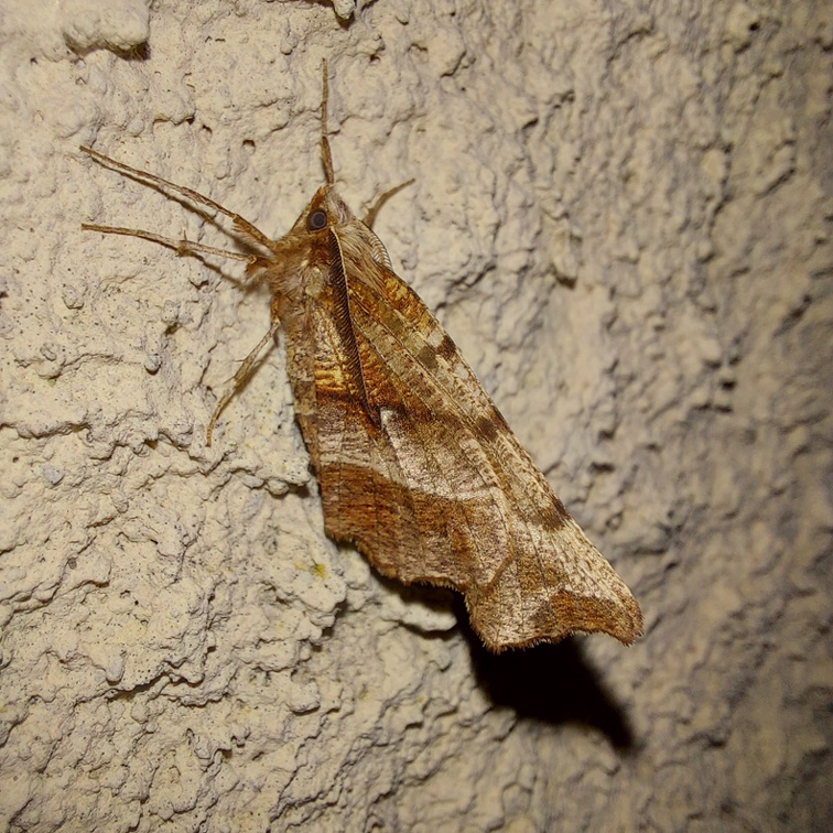 Selenia dentaria (Fabricius, 1775)