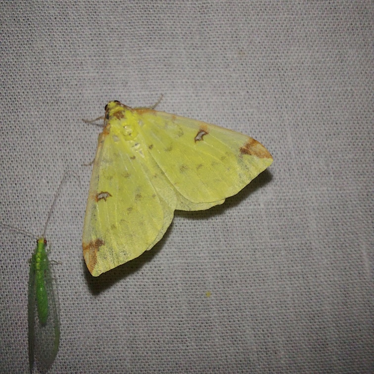 Opisthograptis luteolata (Linnaeus, 1758)