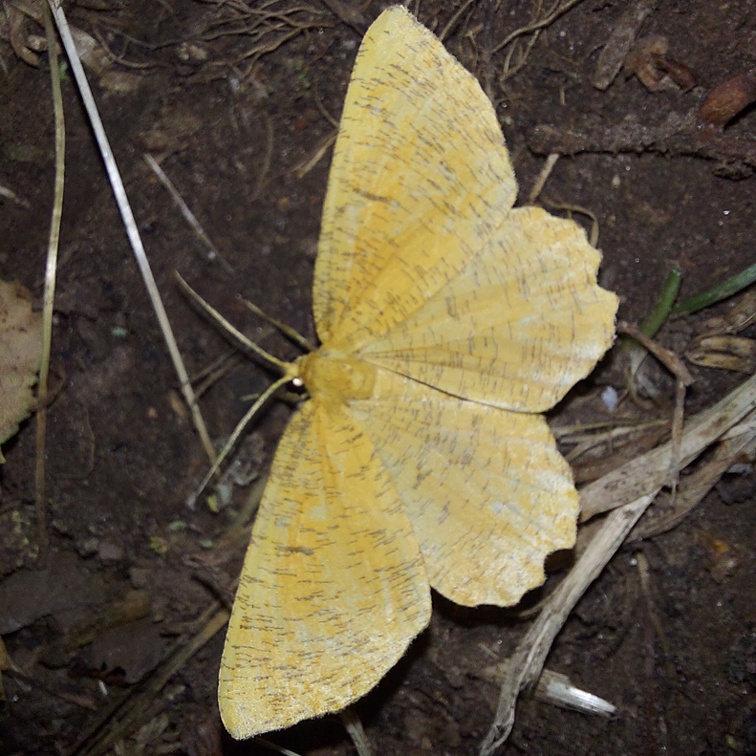 Angerona prunaria (Linnaeus, 1758)