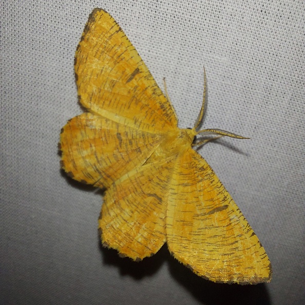 Angerona prunaria (Linnaeus, 1758)