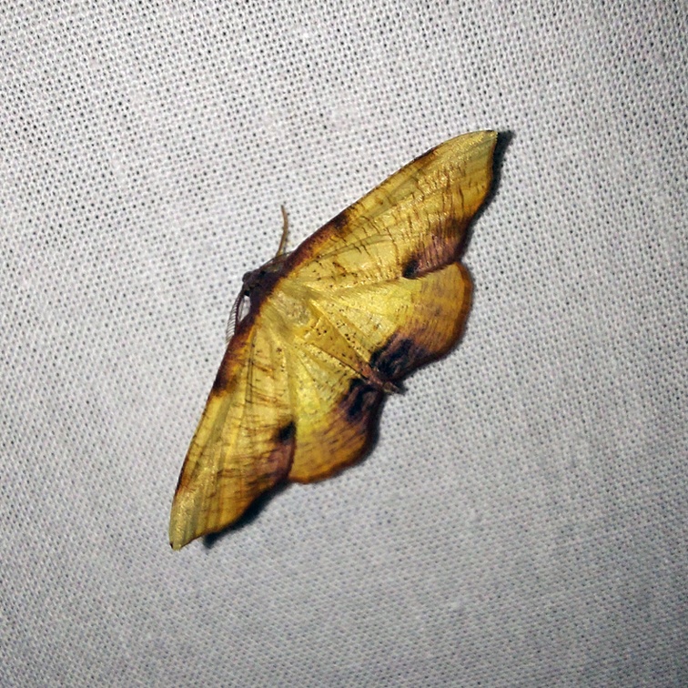 Plagodis dolabraria (Linnaeus, 1767)