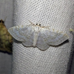 Asthena albulata (Hufnagel, 1767)