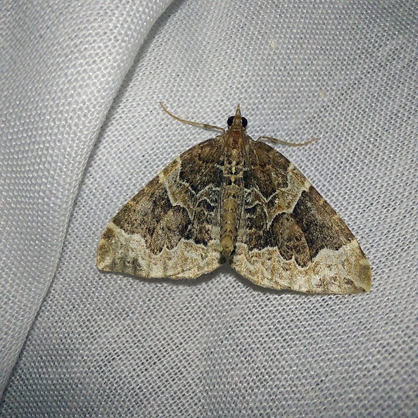 Eulithis prunata (Linnaeus, 1758)