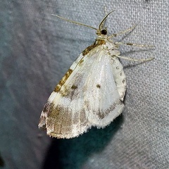 Plemyria rubiginata (Denis & Schiffermüller, 1775)