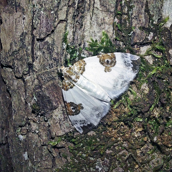 Plemyria rubiginata (Denis & Schiffermüller, 1775)