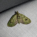 Chloroclystis v-ata (Haworth, 1809)