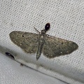 Eupithecia tripunctaria Herrich-Schäffer, 1852