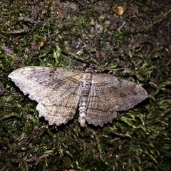 Philereme transversata (Hufnagel, 1767)