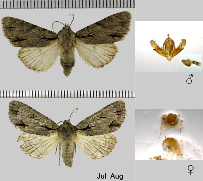 Acronicta tridens (Denis & Schiffermüller, 1775)