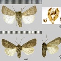 Hoplodrina ambigua (Denis & Schiffermüller, 1775)