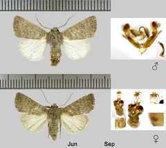 Hoplodrina ambigua (Denis & Schiffermüller, 1775)