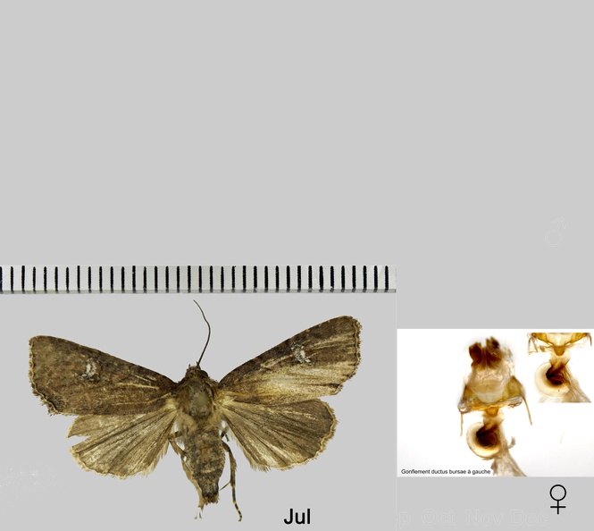 Mesapamea secalella Remm, 1983