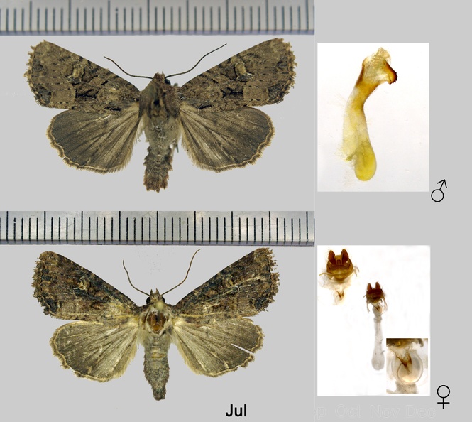 Mesapamea secalis (Linnaeus, 1758)