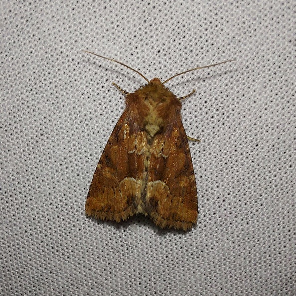 Oligia fasciuncula (Haworth, 1809)