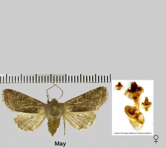 Orthosia incerta (Hufnagel, 1766)