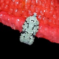 Acleris literana (Linnaeus, 1758) - ♀