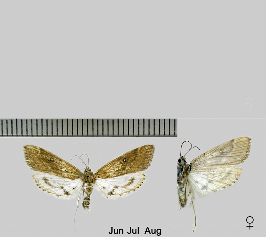 Parapoynx stratiotata (Linnaeus, 1758)