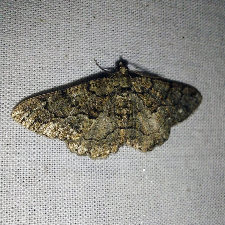 Peribatodes ilicaria (Geyer, 1833)