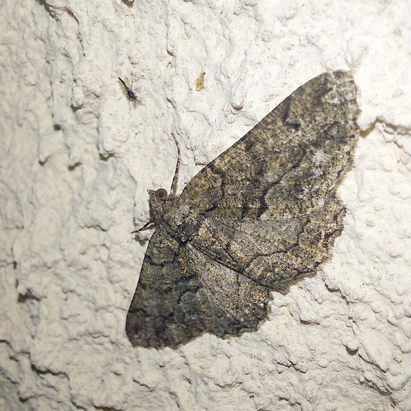 Peribatodes ilicaria (Geyer, 1833)