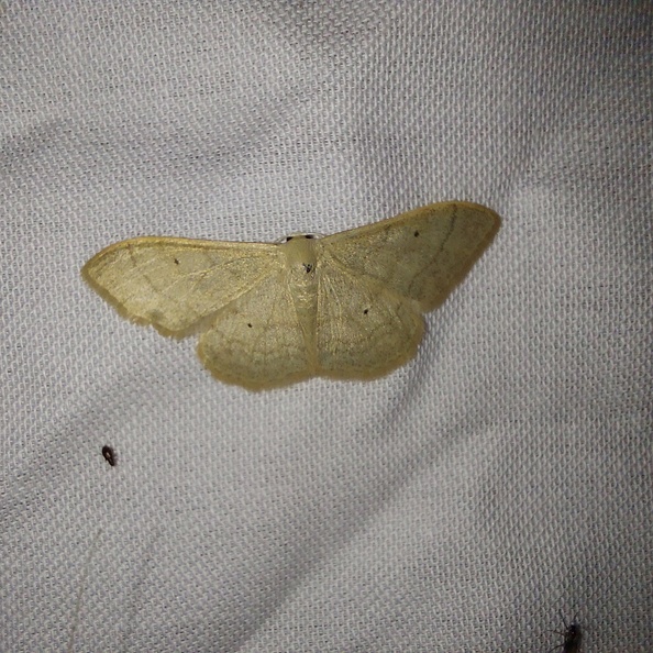 Idaea straminata (Borkhausen, 1794)