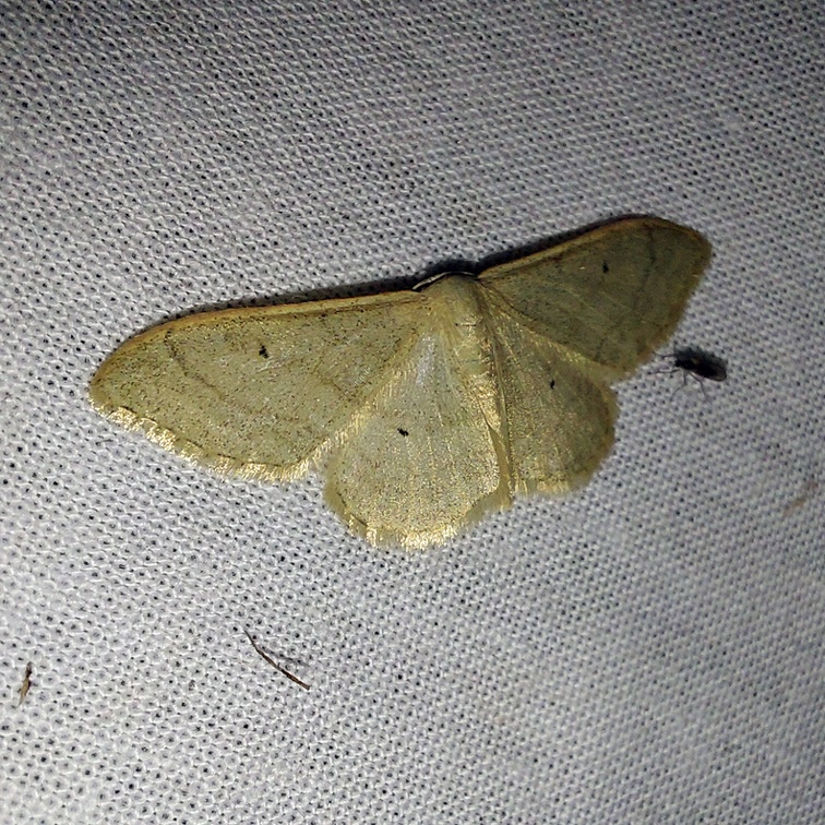 Idaea straminata (Borkhausen, 1794)