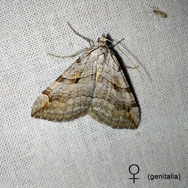 Aplocera efformata (Guenée, 1858)