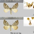 Aplocera efformata (Guenée, 1858)