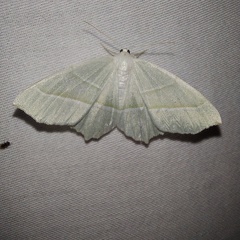 Campaea margaritaria (Linnaeus, 1761)